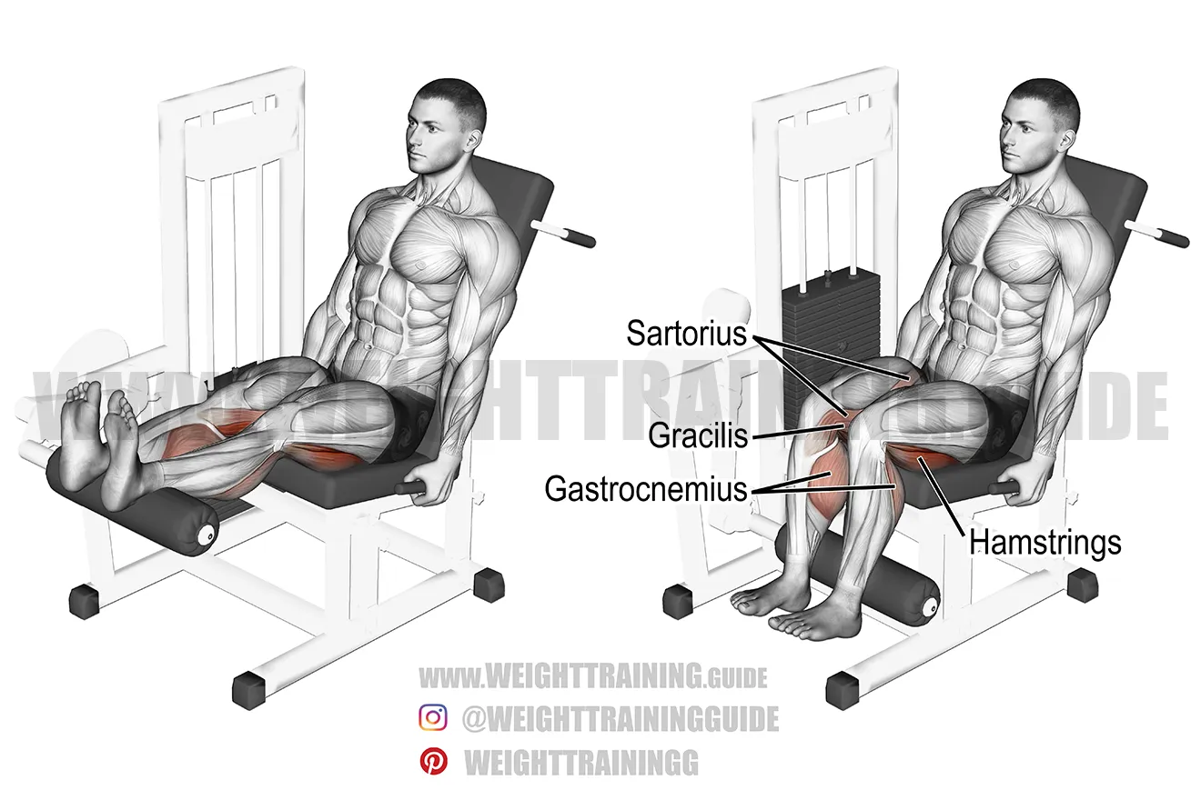Leg Extension